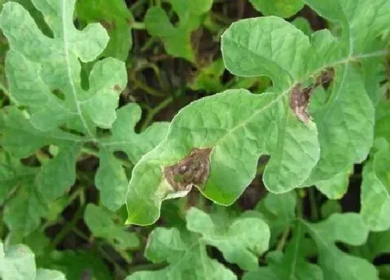 植物病害|甜瓜炭疽病发病原因及用药治疗