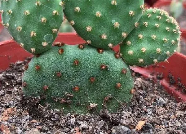 植物换土|仙人掌换土时间和方法