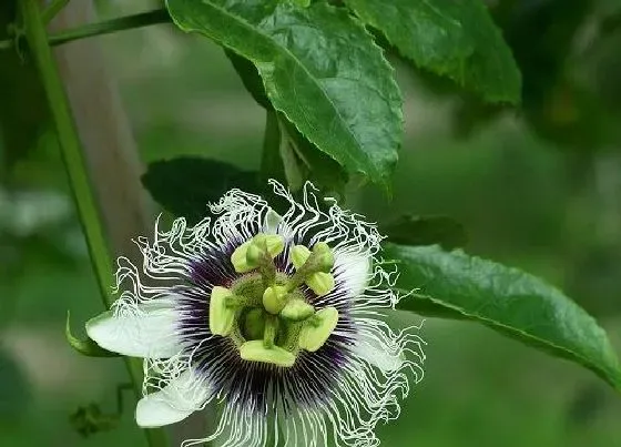 花朵诊疗|百香果催花时间和方法