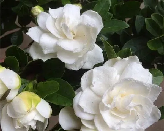 不开花|栀子花为什么不开花 不开花原因及解决方法