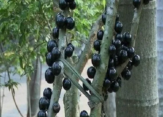 植物百科|嘉宝果又叫什么名称