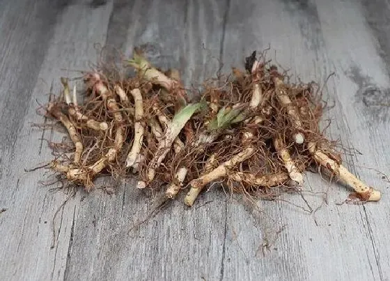 冬天植物|折耳根冬天会冻死吗