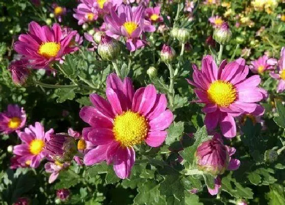 室内摆放|菊花适合在室内养吗