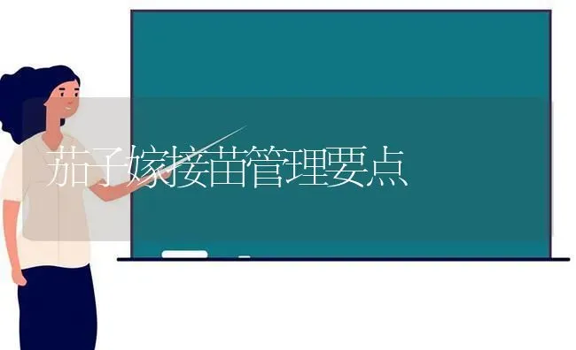 茄子嫁接苗管理要点 | 蔬菜种植