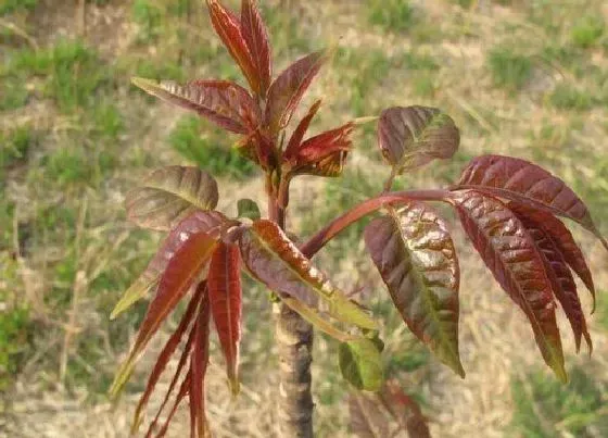 果实成熟|香椿芽什么时候上市 几月份上市