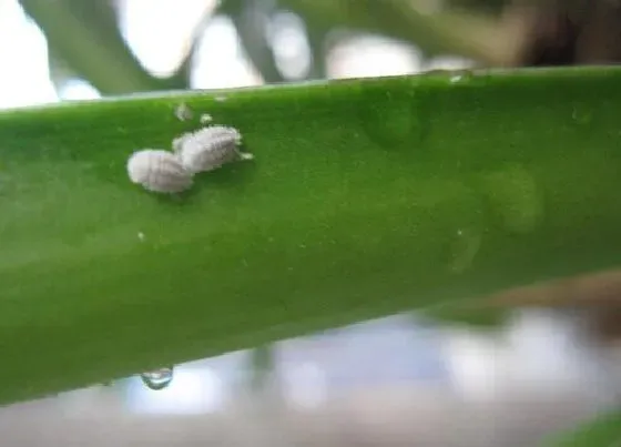 植物虫害|花叶子长虫子怎么办