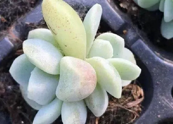 植物扦插|冰玉叶插多久发芽