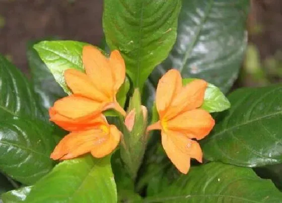 植物毒性|鸟尾花有毒吗 可以放在室内养吗