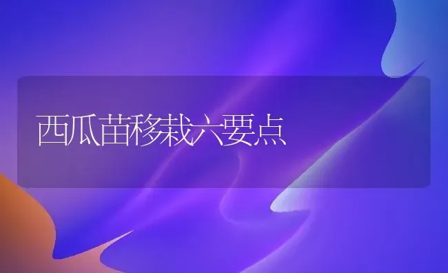 西瓜苗移栽六要点 | 瓜果种植