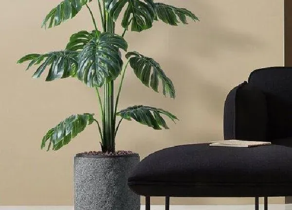 植物移栽|龟背竹上盆时间与养护方法
