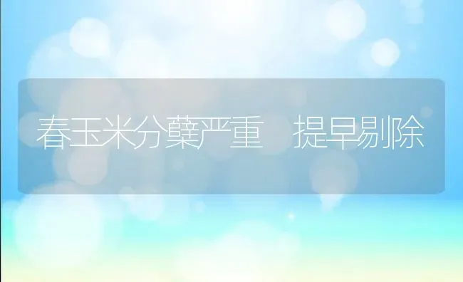 春玉米分蘖严重 提早剔除 | 粮油作物种植