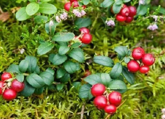 植物百科|蔓越莓有籽吗 蔓越莓籽可以吃吗