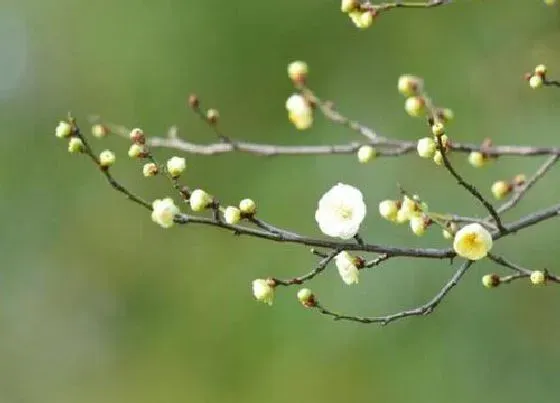 植物排行|建兰有多少品种