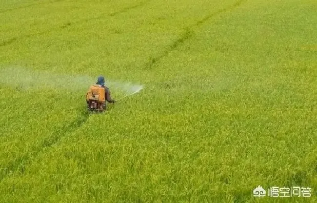 喷药|夏天喷洒农药注意事项（夏天喷药最好在早晨傍晚进行）