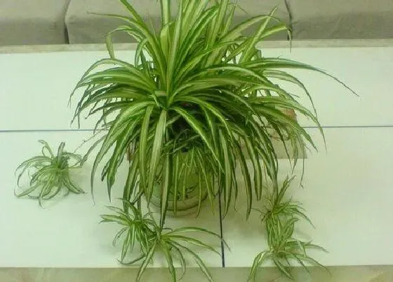 植物百科|和兰花很像的草