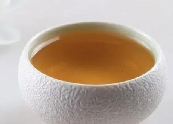 食用常识|紫阳茶属于什么茶