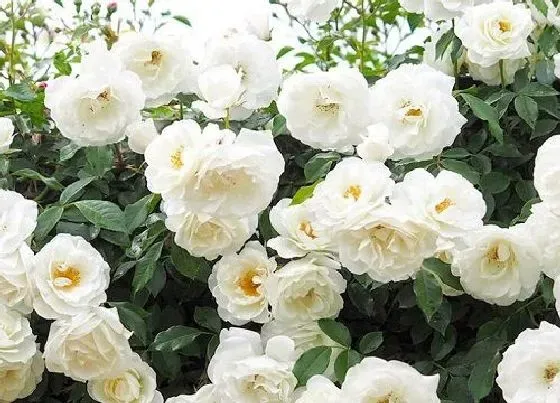 花语|蔷薇花的花语是什么