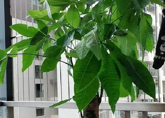 摆放常识|属猴卧室放什么植物好