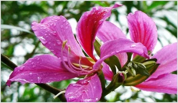 紫荆花可以种在花盆里吗 | 种植技术