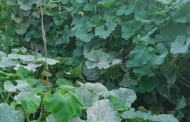种植管理|怎么样让南瓜秧多结南瓜，南瓜秧怎么管理结结果多）