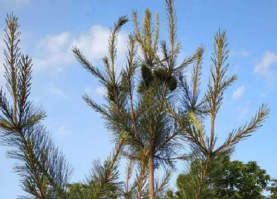 种植管理|果松几年结果实
