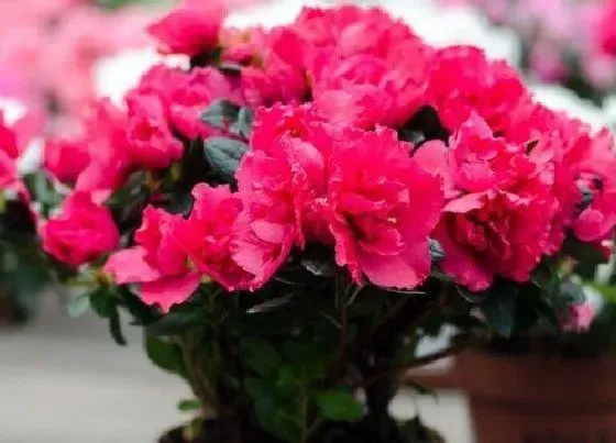 风水百科|家里植物很旺盛代表什么征兆（绿植花草长的旺盛风水好吗）