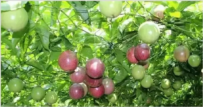 百香果茎基腐病症状及防治措施 | 种植技术