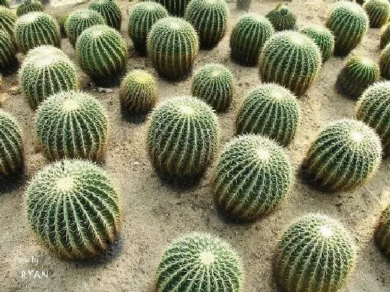 开花时间|金虎什么时候开花 开花月份与季节