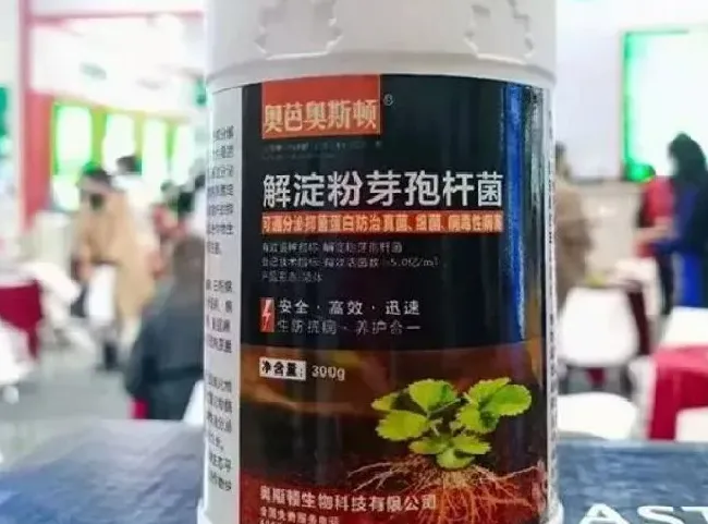 植物百科|解淀粉芽孢杆菌对植物的作用