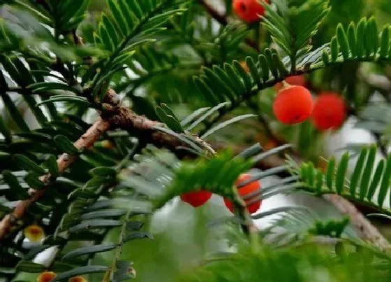 植物百科|红豆杉属于什么植物类型