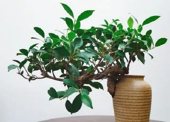 种植土壤|榕树配土方法与种植土壤