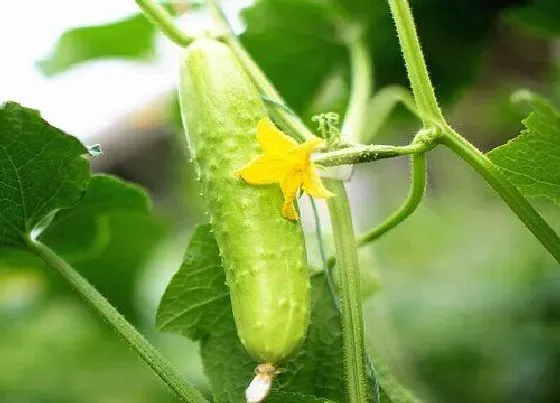 植物施肥|青瓜施什么肥最好