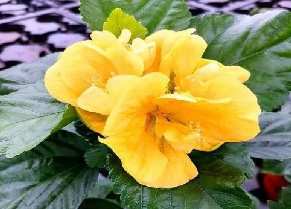 植物浇水|扶桑花水浇多了怎么办