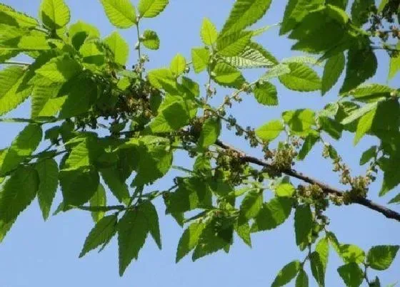 植物百科|榉树开花吗 开花什么样子