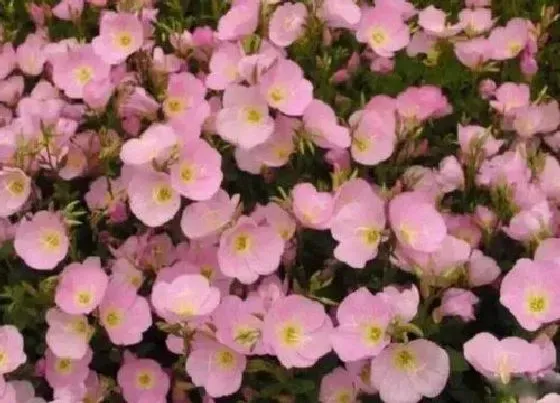 植物百科|美丽月见草是多年生吗