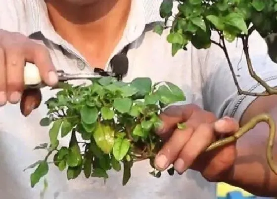 植物修剪|大叶女贞怎么修剪方法