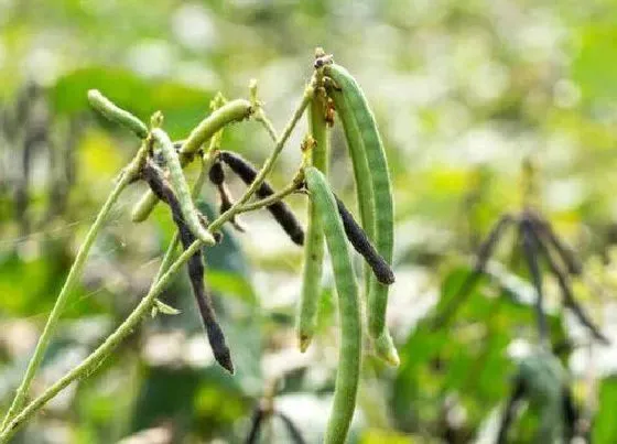 种植管理|绿豆几月份种合适