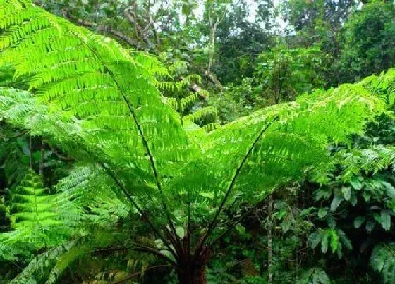 植物种类|沙罗是裸子植物吗