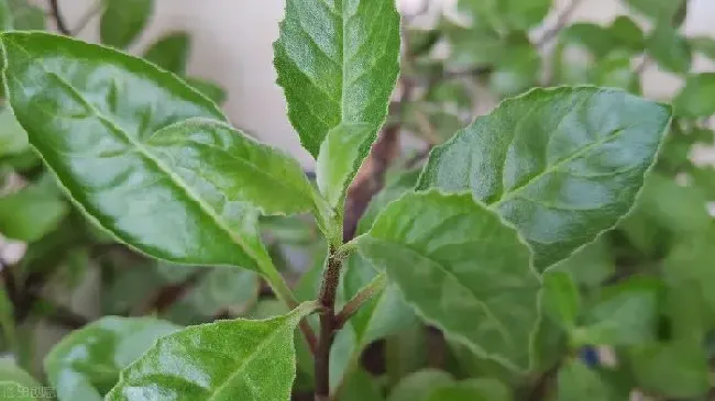 种植管理|三七种植技术与栽培管理要点，三七种植条件与生长环境）