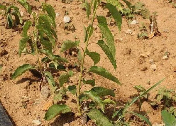 植物发芽|樱桃树苗什么时候发芽长叶