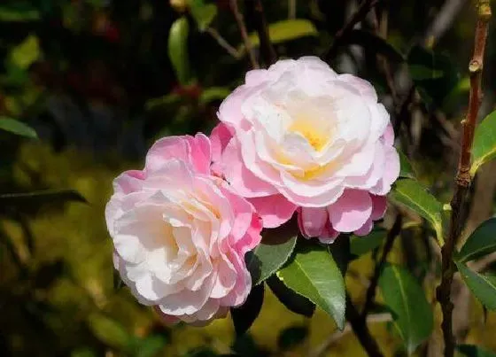 风水百科|家里植物很旺盛代表什么征兆（绿植花草长的旺盛风水好吗）