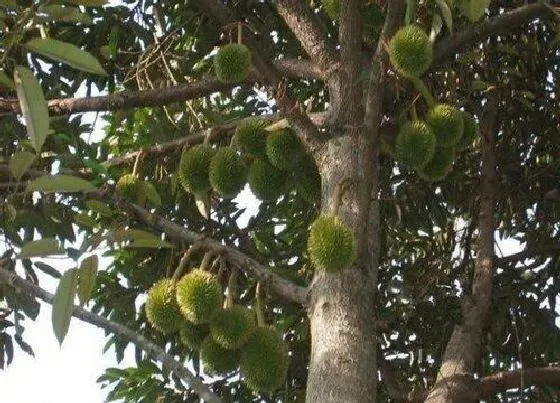 植物百科|榴莲长在什么地方 分布在哪些地区