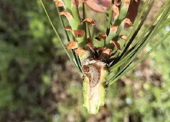 植物虫害|白皮松病虫害防治方法与技术措施