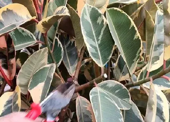 植物修剪|橡皮树什么时候剪枝最好比较合适 剪枝时间与月份