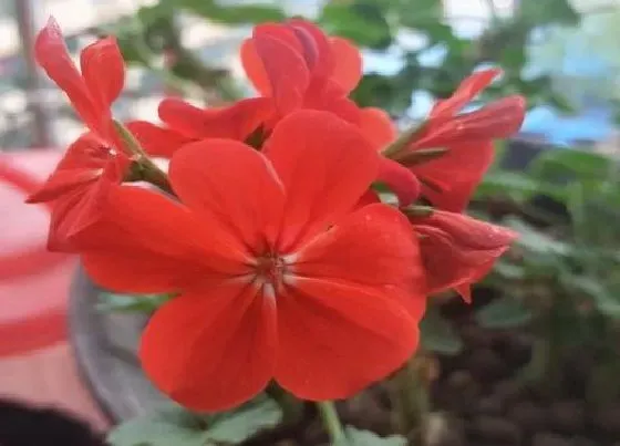 送花|结婚周年送什么花合适 结婚纪念日送什么花好