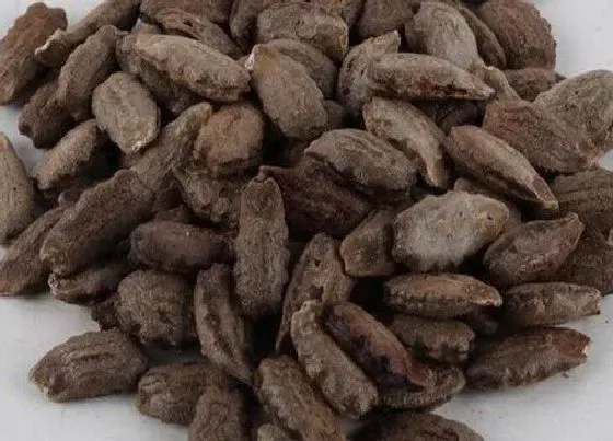 种植育种|蛇豆种子什么时候种植最好