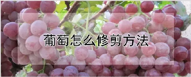 葡萄怎么修剪方法 | 农业技术