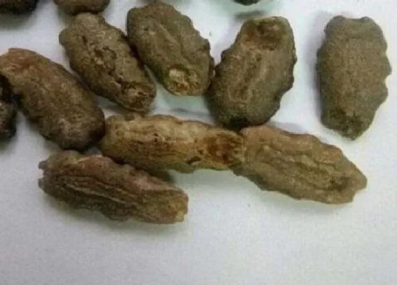 种植育种|蛇豆种子什么时候种植最好