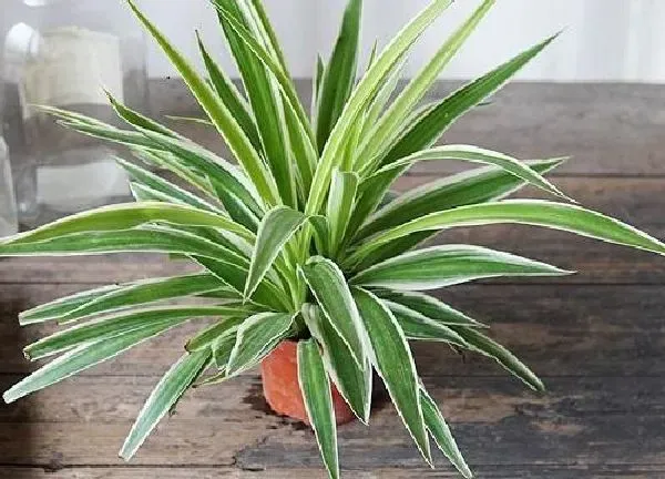 养殖科普|吊兰喜阴还是喜阳光的植物