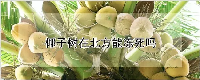 椰子树在北方能冻死吗 | 种植资料